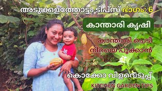 കാന്താരി കൃഷി | അടുക്കളത്തോട്ടം ടിപ്സ് ഭാഗം: 6 | Kitchen garden tips | കാന്താരി ചെടി നിറയെ പൂക്കാൻ