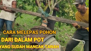 CARA MELEPAS  BIBIT JAMBU MADU TABULAMPOT YANG SUDAH MANCAK KETANAH