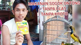 cara buat makanan sogok ontong tanpa ulat tanpa kroto