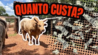 💸 Quanto Custa Cuidar de Touros de Rodeio? Você Vai se Surpreender! 🐂 #vidarustica