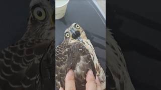 A falcon flew into his car by accident. #healing #animals #birds #shortvideo #falcon #save