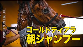 馬たちの暮らしの様子#7| Retired Horses Life