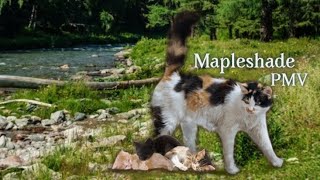 Mapleshade MPV [FW] warriorcats