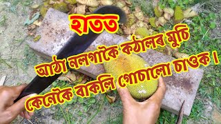 কঠালৰ মুচি, হাতত আঠা নলগাকৈ কঠালৰ মুচি বাকলি কটা, jackfruit cutting tacnik .