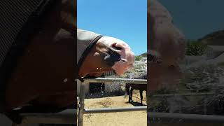 Horse Makes Funny Faces While Drinking Water from Hose - 1216789