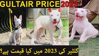 Kohati Gultair Dog And Puppies Price - Gultair Puppy For Sale In Pakistan