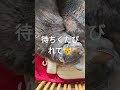 私の帰りを椅子を温めて待つ猫2匹🥲