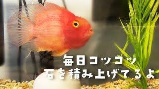 とにかく癒される♡にっこり笑顔のお魚　金太の今週の作品