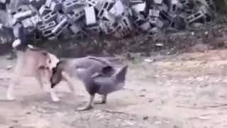 Fighting between Duck and Dog, ការប្រយុទ្ធស្លាប់រស់រវាងទានិងឆ្កែ