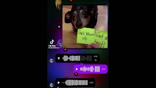 Doggo Explosion Memes Dog