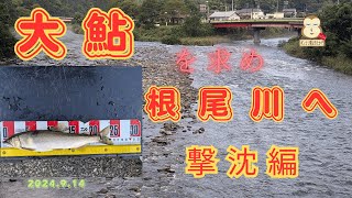 大鮎を求め根尾川へ　撃沈編　#根尾川鮎　＃友釣り