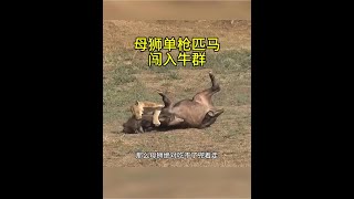 母獅獨闖牛群狩獵，哪曾想沒多久牛群就殺了過來！ #野生動物 #水牛 #獅子 #動物世界看人生百態