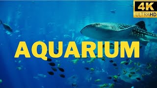The Best Aquarium 4K UltraHD Video for Relaxation , Beautiful Background music #aquarium #happieR