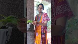 വഞ്ചിക്കുന്ന ഭർത്താവ് #cheating husband😡 #new shorts