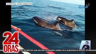 5 orca o killer whale, namataan ng mangingisda sa Palawan | 24 Oras