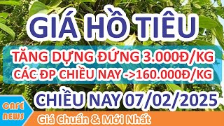 Giá hồ tiêu hôm nay ngày 07/02/2025 | Giá Tiêu Chiều Nay Tăng Dựng Đứng 3.000đ/kg Sắp Sửa Chạm 160K