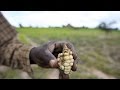 Zimbabwe secures $200m to import maize