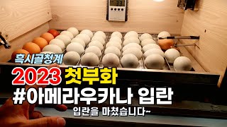 흑시골청계 2023첫부화 아메라우카나 입란하기