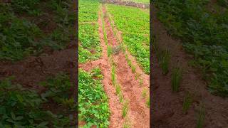 நிலக்கடலை ஊடு பயிராக வெங்காயம் #விவசாயம் #shorts #trending #yt #farming #vivasayi #ytshorts #viral