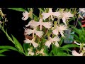 RIDGE ORCHID SOCIETY ORCHID SHOW 2024. DISPLAYS.  EXQUISITE ORCHIDS. September 30, 2024