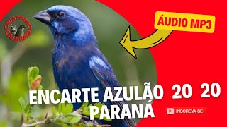 📌MELHOR ENCARTE AZULÃO 20 20 PARANÁ ÁUDIO MP3 COM INTERVALOS (SOM DE CASCATA)