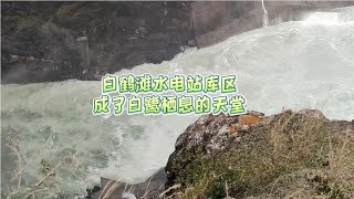 白鶴灘水電站庫區成了白鷺棲息的天堂 The reservoir area of Baihetan Hydropower Station has become a paradise for egrets