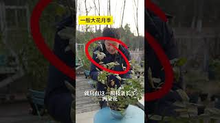 一般大花月季冬剪，下手太轻反而开不好【天狼说月季】