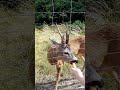 Cute Roe Deer eats carrots