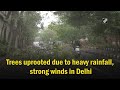 Trees uprooted due to heavy rainfall in Delhi