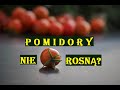 POMIDORY - DLACZEGO NIE ROSNĄ?