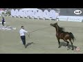 n 224 sq shaddad sharjah international arabian horse festival 2021 stallions 4 6 years old class