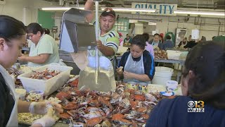 Gov. Hogan Calls For More Visas For Seasonal Crab Pickers, Says Industry Won't Survive Under Current