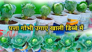 नवंबर मे पत्ता गोभी उगायें ( Seed To Harvesting ) How To Grow Cabbage at Home