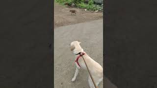 @ROCKYfamilyTamil #trending #ஐயோ இவனா 😂🐕🐾 #dog #pets #ytshorts #shortsvideo #short #viral #shorts