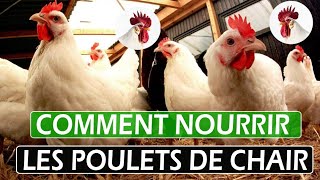 Comment nourrir les poulets de chair,découvrez 7 Méthodes efficaces !! #élevage  @ceaservices5692