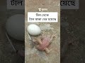 ডিম থেকে টাল বাচ্চা বের হয়েছে kobutor er dim theke taal baccha