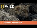 Leopard Mother’s Life Lessons to Cubs | Predator Bloodlines | National Geographic WILD UK