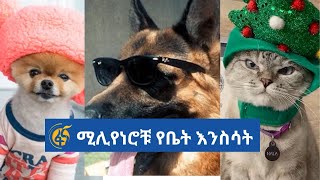 ሚሊየነሮቹ የቤት እንስሳት