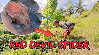 RED DEVIL SPIDER  DEADLY POISON | PHILIPPINES SPIDER HUNTING | GAGAMBA HUNTING