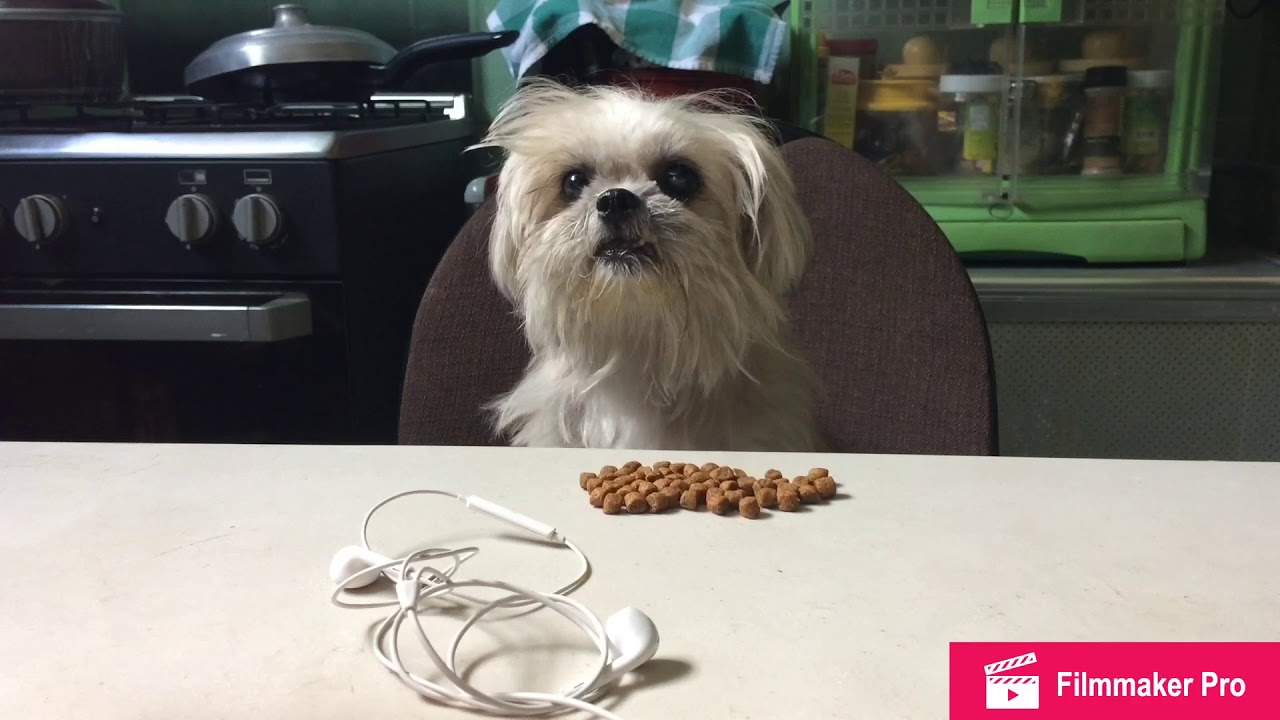 Asmr Dog Edition Youtube