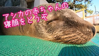 コエルの寝顔耐久動画【カリフォルニアアシカ】