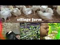 mixed agriculture in my farm|| village ka farm|| gaon ki farmhouse me kheti||