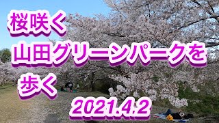 桜咲く山田グリーンパークを歩く 岡山県岡山市 20210402