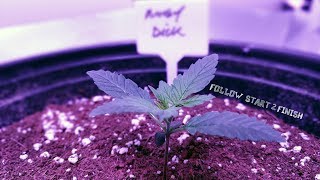 HOW TO GROW AUTOFLOWERS USING ONLY ORGANIC DRY AMENDMENTS