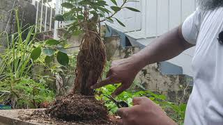 The Cascading Root over Rock Ficus Branch Project - Try Bonsai