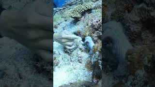 A diver taming an octopus  タコを手なずけるダイバー！　#shorts