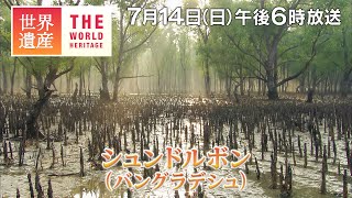 【TBS世界遺産】トラが暮らす世界最大級のマングローブの森～シュンドルボン（バングラデシュ）【7月14日午後6時放送】