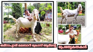 Features of Jamnapari Malabari Cross breed goats /kerala 2021.