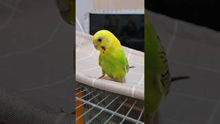 リンがいない💦と思って探し回っていたらテントの中にいました😌#セキセイインコ #セキセイインコのいる暮らし #