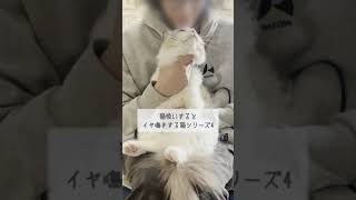 猫吸いするとイヤ鳴きする猫シリーズ4【ラグドール】【かわいい】#shorts